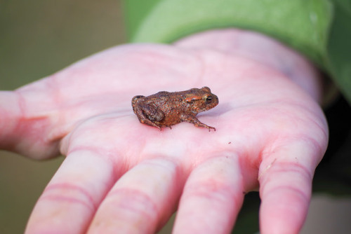 Toads from yesterday’s walk in Aberlady