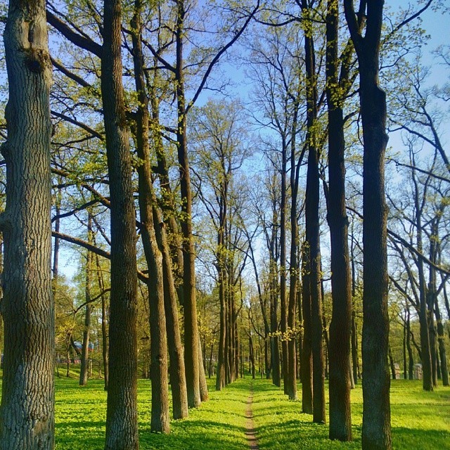 #Heaven My #precious #favorites  #Gatchina / #May, 2013  #perfect #sky &amp;