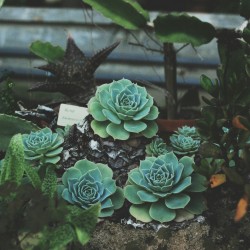 p-i-r-a-d-o:  plantyr:  ☾lil' nature blog