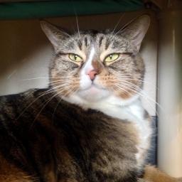 [Image description: A short haired gray and brown tabby with a white chin and chest in laying down i