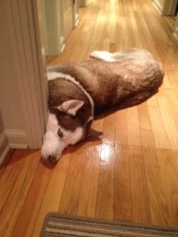 cute-overload:  I think my husky is brokenhttp://cute-overload.tumblr.com source: http://imgur.com/r/aww/zHRd0eK