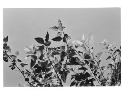 z-v-k:My father’s mulberry tree, home-grown