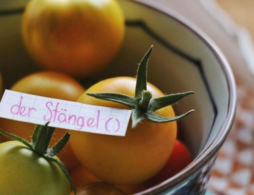 Tomato season is here! 🙌🙌
der Stängel - stem/stalk
.
.
.
#dailydeutsch #learngerman #deutschlernen #deutschkurs #germanclass #berlin #germany #tomato #stängel #stem (at Berlin, Germany)
https://www.instagram.com/p/Byudge7HA_e/?igshid=8aq3as0uf4e7