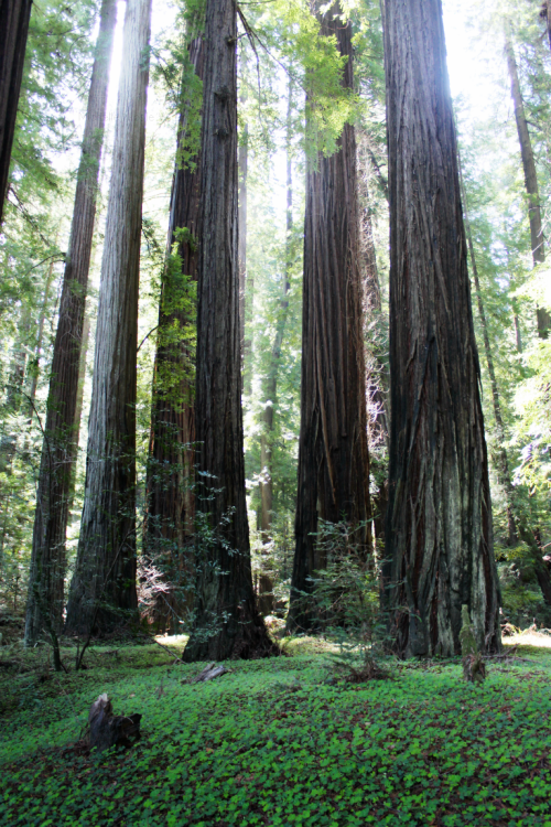 quiet-nymph: ◈ Redwood photography by Michelle N.W. ◈ ◈ Print Shop ◈ Blog ◈ Flickr ◈ ◈ Please do not
