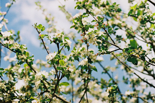 aphelia:Spring ♥ by Hello i’m Wild ! on Flickr.