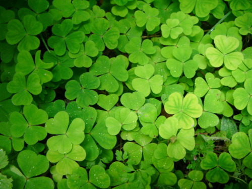 I love the way wood sorrel (Oxalis acetosella) makes such lovely magical looking carpets on the fore