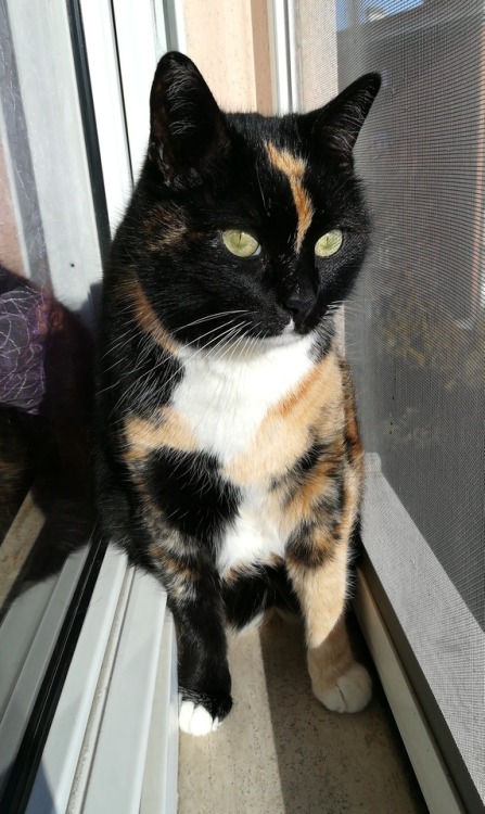 redrosesofdeath:My cat is the most beautiful being on earth and I’m completely in love with her