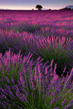 lifeisverybeautiful:  Valensole Plain, France (by Margarita Almpanezou) 