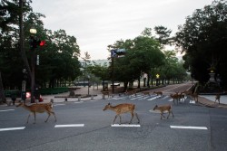 Riggu:  Beyond The Border By Yoko Ishii“Early In The Morning, The Sika Deer Can