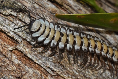One Of The Most Impressive Animals I Met This Year Was A Huge Platyrhacid Millipede, Found Chugging Through
