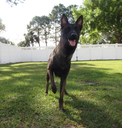 handsomedogs:   No, Voodoo. You are not a pointer, no matter how many hidden tennis balls you happen to find. Ah, life with a Belgian Malinois. 