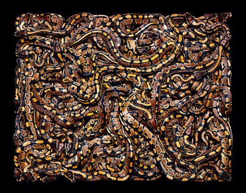 brainalize:  Snakes in squares by Guido porn pictures