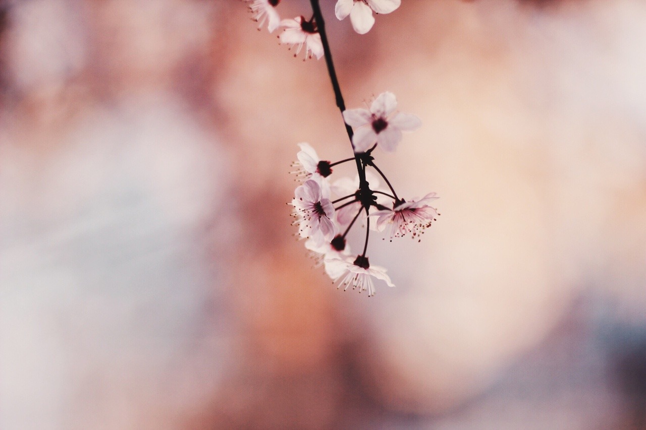 dream-bb:It’s the cherry blossom season.