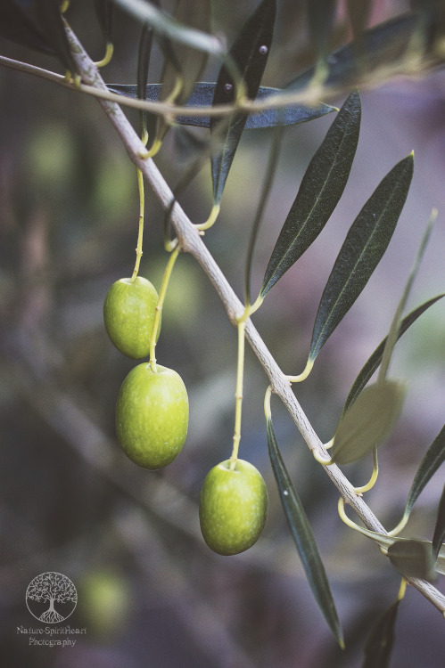 Three Little Olives by NatureSpiritHeart Photography