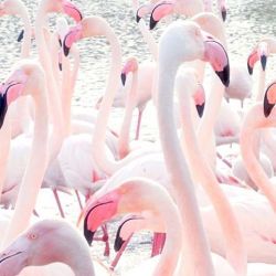 Happy Friday #loveflamingos #flamingos #TGIF