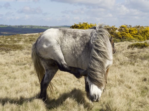 Scratching that pony itch in the Preseli Hills, Pembrokeshire. Photo by Elis Ing, on Flickr and Tumb