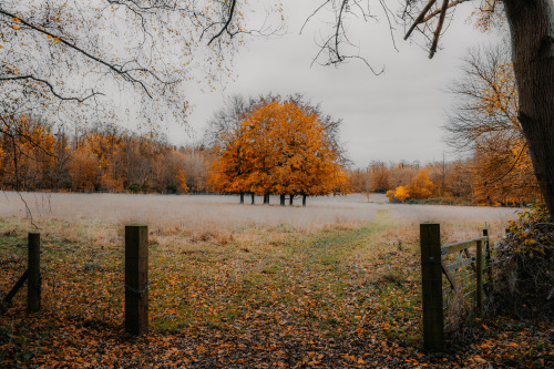 adambenhall:Autumn colours at Wandlebury Country Park, Cambridge.