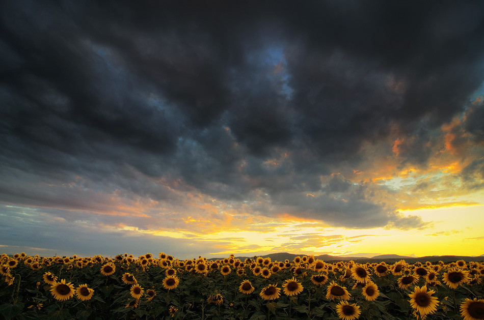 floralls:  by  Stefan Chirobocea  