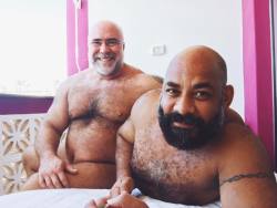 bearsaffair:  texascub86:  smutgeek:  Bear