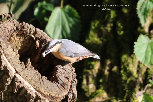 A Nuthatch Helping Himself To Breakfast.
