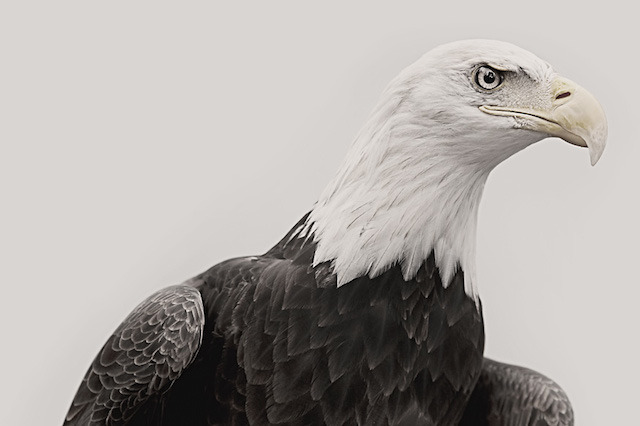 culturenlifestyle:  Impressive Animal Portraits by Troy Moth Photographer Troy