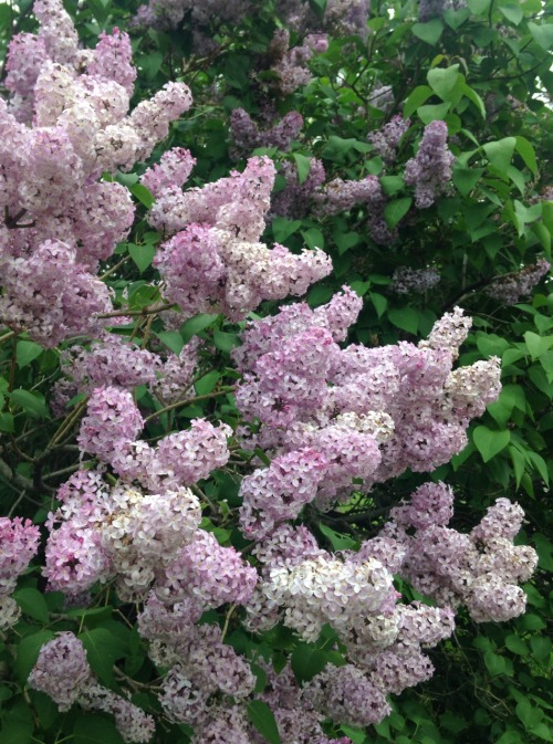 miritamoku:  fawnscout:  lilacs are blooming all over my neighborhood and it smells so nice  nature posts here x
