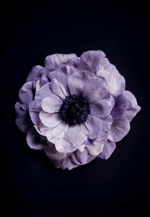For our petal-series: Lavender Anemone©Botanic Art