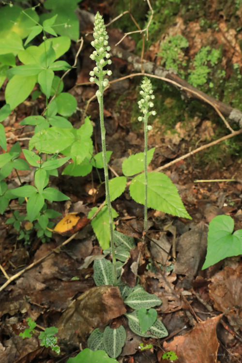 Blinded by the green: a walk through the summer forest.