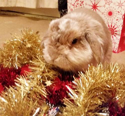 Hope you&rsquo;re all having a great #christmaseve ⛄ #jubby #jubbybunny #rabbit #lop #minilop #h