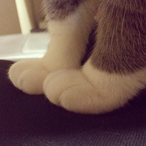 the-last-hair-bender: laughterkey:   thefingerfuckingfemalefury:  such soft toes   QUALITY CONTENT   THIS IS THE SHIT I CAME HERE TO SEE. GODDAMN FAT FUZZY TOES! 