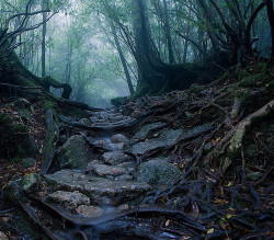 brutalgeneration:  Kusugawa trail, Yakushima