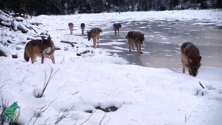 blondebrainpower:Wolf Pack in Northern Minnesota