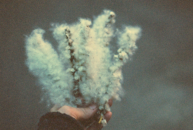 grett:  cottonwood by oakmoss on Flickr. 