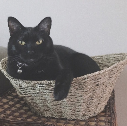 induced-riots:She flips this basket over every time she jumps out