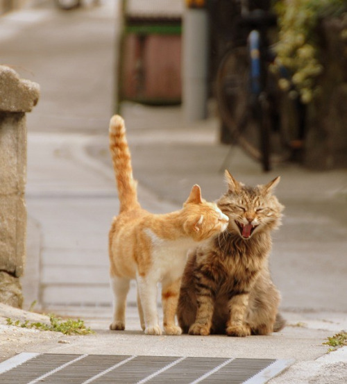ONOMICHI DAYS~Happy Cats