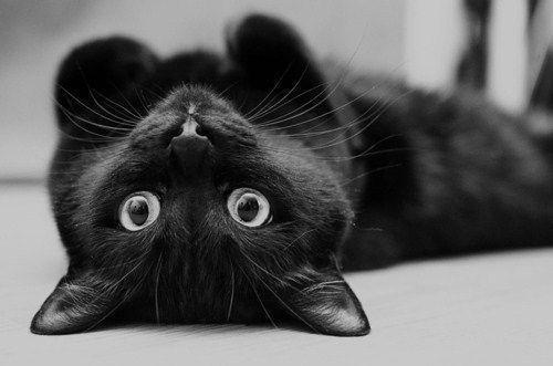 derpycats