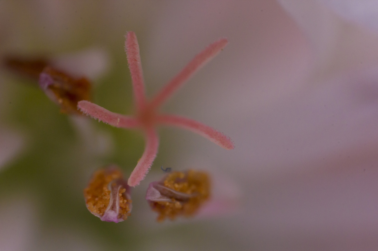 Taken with Mitakon 20mmMacro lens. it has 4x and 4,5x macro. pretty damn impressive.