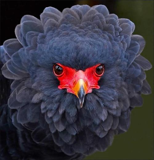 scienceyoucanlove: Bateleur EagleThe Bateleur (Terathopius ecaudatus) is a medium-sized eagle . 