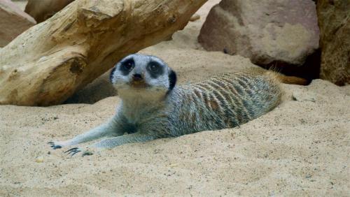 Meerkat in the Sand.