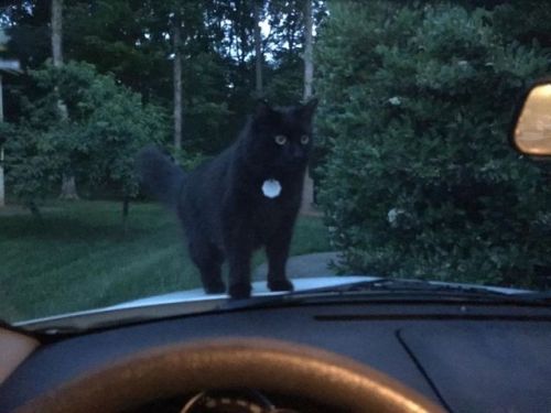 This is what happens when I try to make a grocery run #cat #blackcat #silly #kitty #whatareyoudoing 