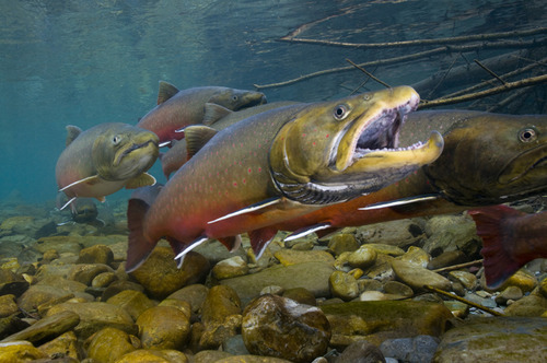 USFWS Pacific Region — Bull trout: Apex predator fights for future