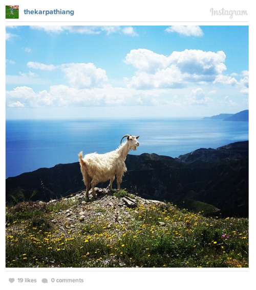 lolhowdoiunicorn:rhettandlink:collegehumor:Click for more: The 35 Most Photogenic Goats on Instagram