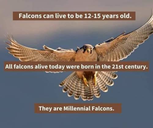 Lifted from our sister group on Facebook Sith #starwars #falcon #millenniumfalcon #bird #birdofprey 