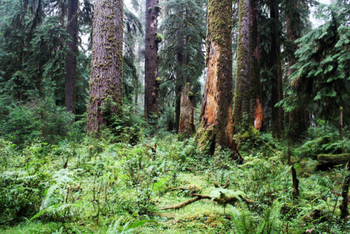 bright-witch: Rainforest Print Shop