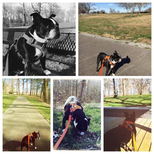 <p>#sirwinstoncup and I took advantage of this gorgeous day and my lighter than usual teaching schedule and got out of our normal routine. A new walk in the park resets the spirit… #bostonterrier #bostonterriercult #flatnosedogsociety #springfever  (at Ridgetop Station Walking Park)</p>