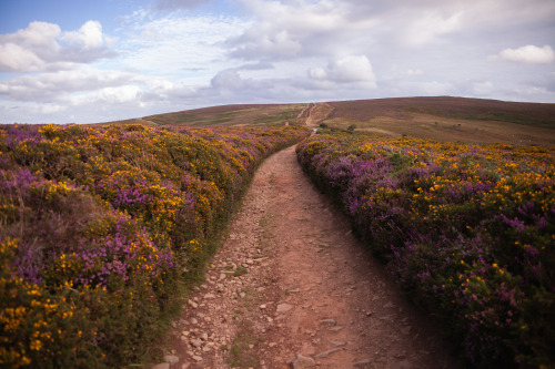ardley:The Quantock HillsThis is the most incredible time of year - the end of English Summer. The h