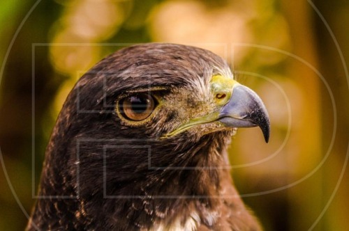 Mi alma es mi mayor tesoro, para que la conozcas solo obsérvame. #eagle #eyes #birdwatching #wildlif