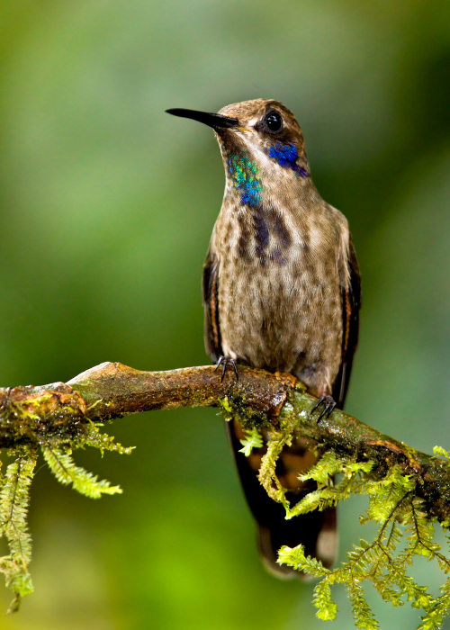 fairy-wren:  Brown Violet Ear. Photo by Bill Holsten 