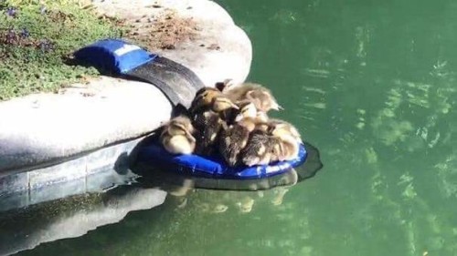 dashbeardconfessional:awesomacious:Critter Pool Rampthis is jUST THE BEST