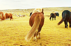 lookaheadtotomorrow:  horsesornothing:   Dance Pony Dance. [x]  oh my god MY LIFE